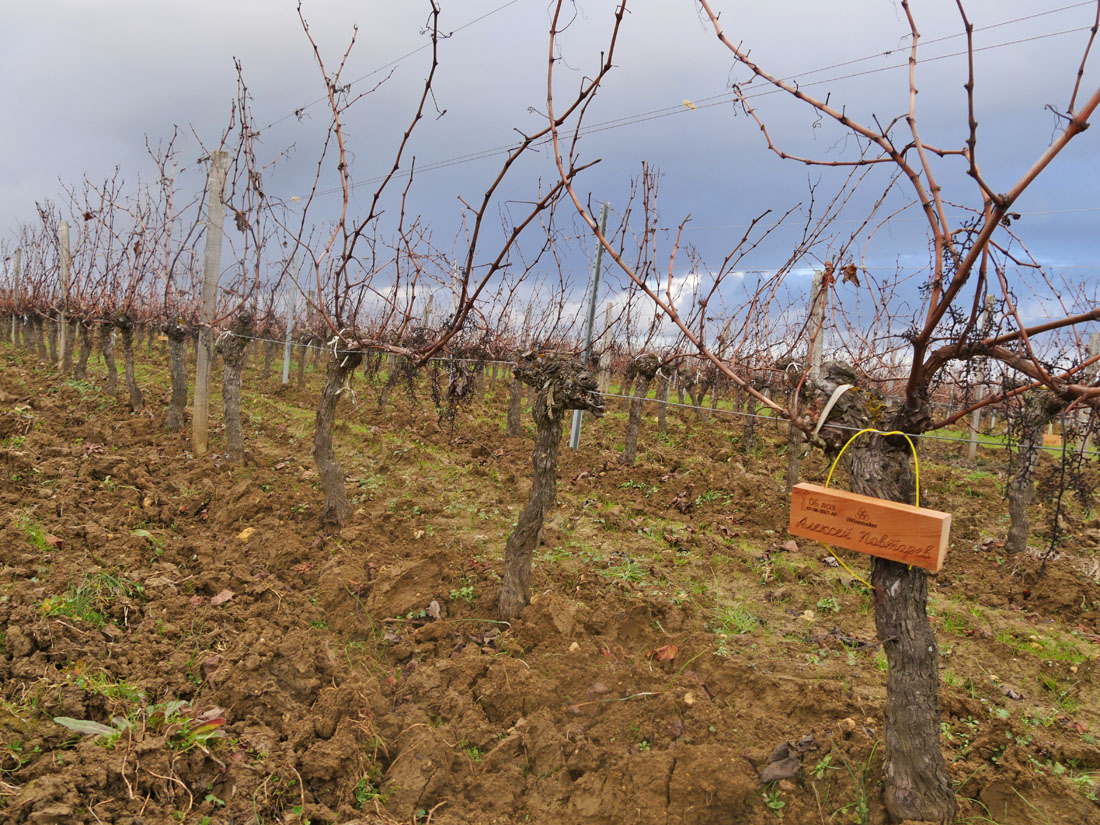 Виноградник на урожай